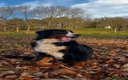Bernese Mountain Dog dogs for stud: Bernese Mountain Dog for stud in Glasgow - Image 6