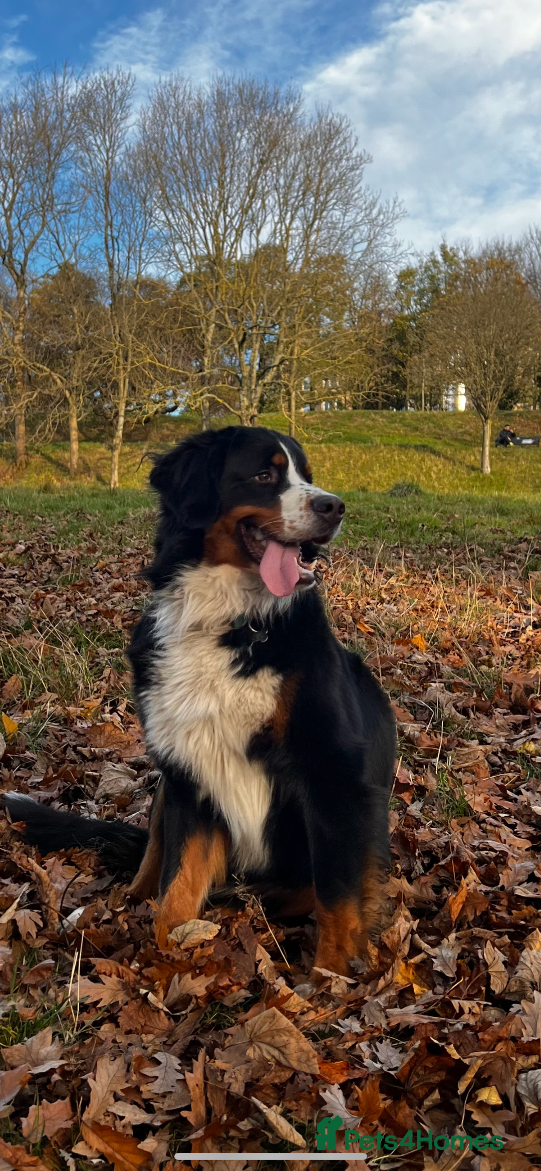 Bernese Mountain Dog dogs for stud: Bernese Mountain Dog for stud in Glasgow - Image 6