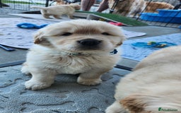 Golden Retriever dogs for sale: Litter of Golden Retriever Puppies Ready Now. - Image 6