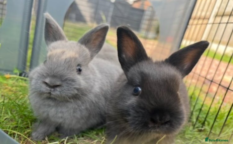 Netherland Dwarf rabbits - Advert 9
