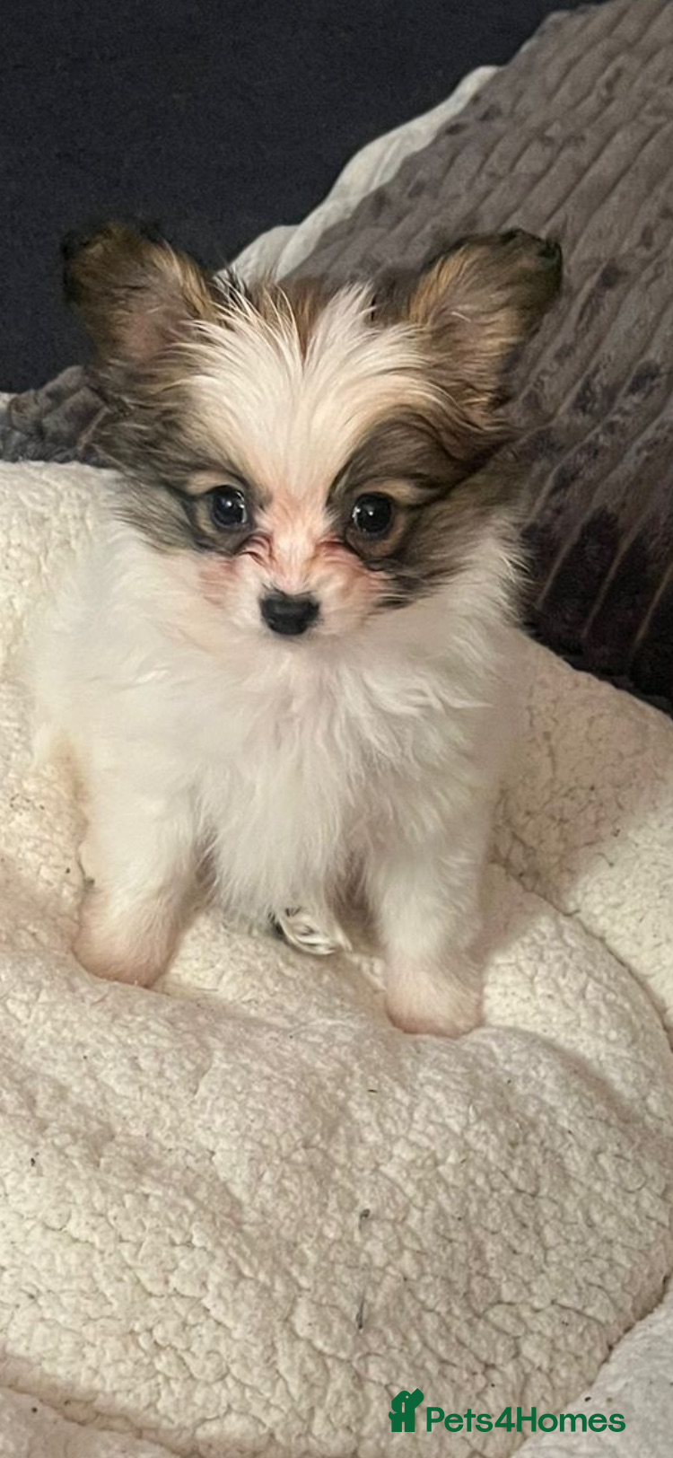 Papillon dogs Last papillon girl - Advert 1