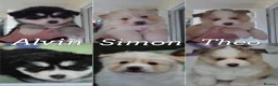 Pomsky dogs for sale: Gorgeous Pomsky READY NOW - Advert 7
