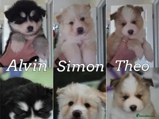 Pomsky dogs Gorgeous Heavenly Pomskies - Advert 2