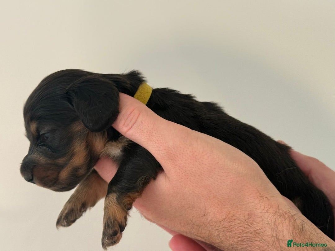 Miniature Dachshund dogs for sale: Black and Tan Miniature Daschund  - Advert 16