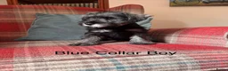Miniature Schnauzer dogs for sale: KC registered, health tested, puppies ready now! - Advert 8