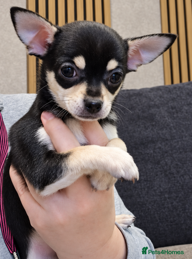 Chihuahua dogs for sale: READY TO GO.Beautiful Purebred Chihuahua Puppies🐾 - Advert 2