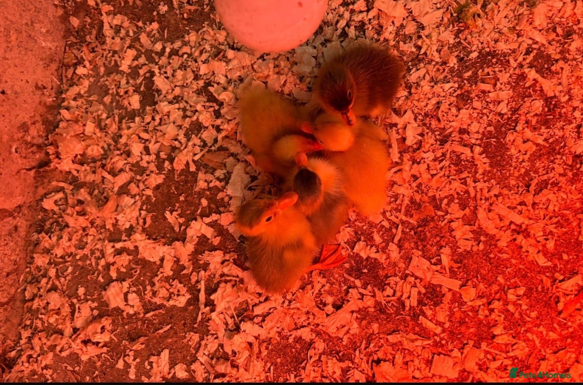Ducks poultry Indian runner ducklings available  - Advert 2