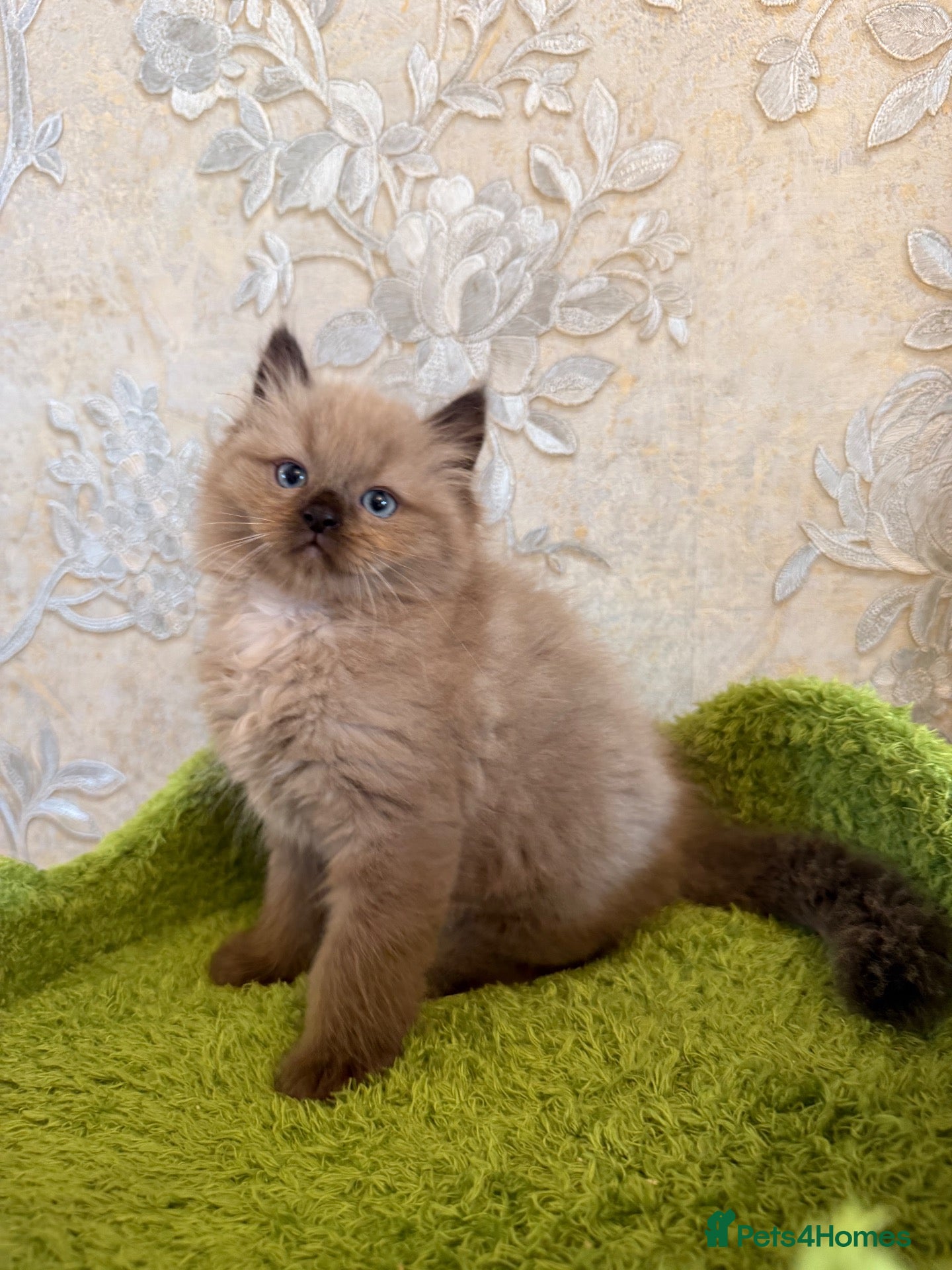 Ragdoll cats Beautiful Pure Ragdoll Kittens – 2 Boys left  - Advert 9