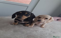 Dachshund dogs for sale: READY NOW - Miniature dachshunds cream girls  - Image 1