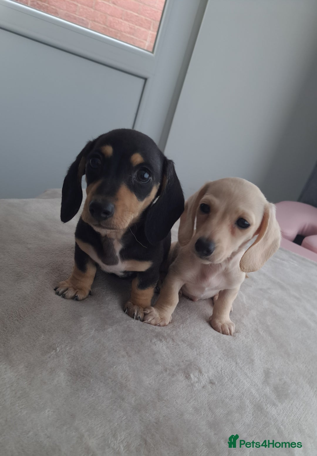 Dachshund dogs for sale: READY NOW - Miniature dachshunds cream girls  - Image 1