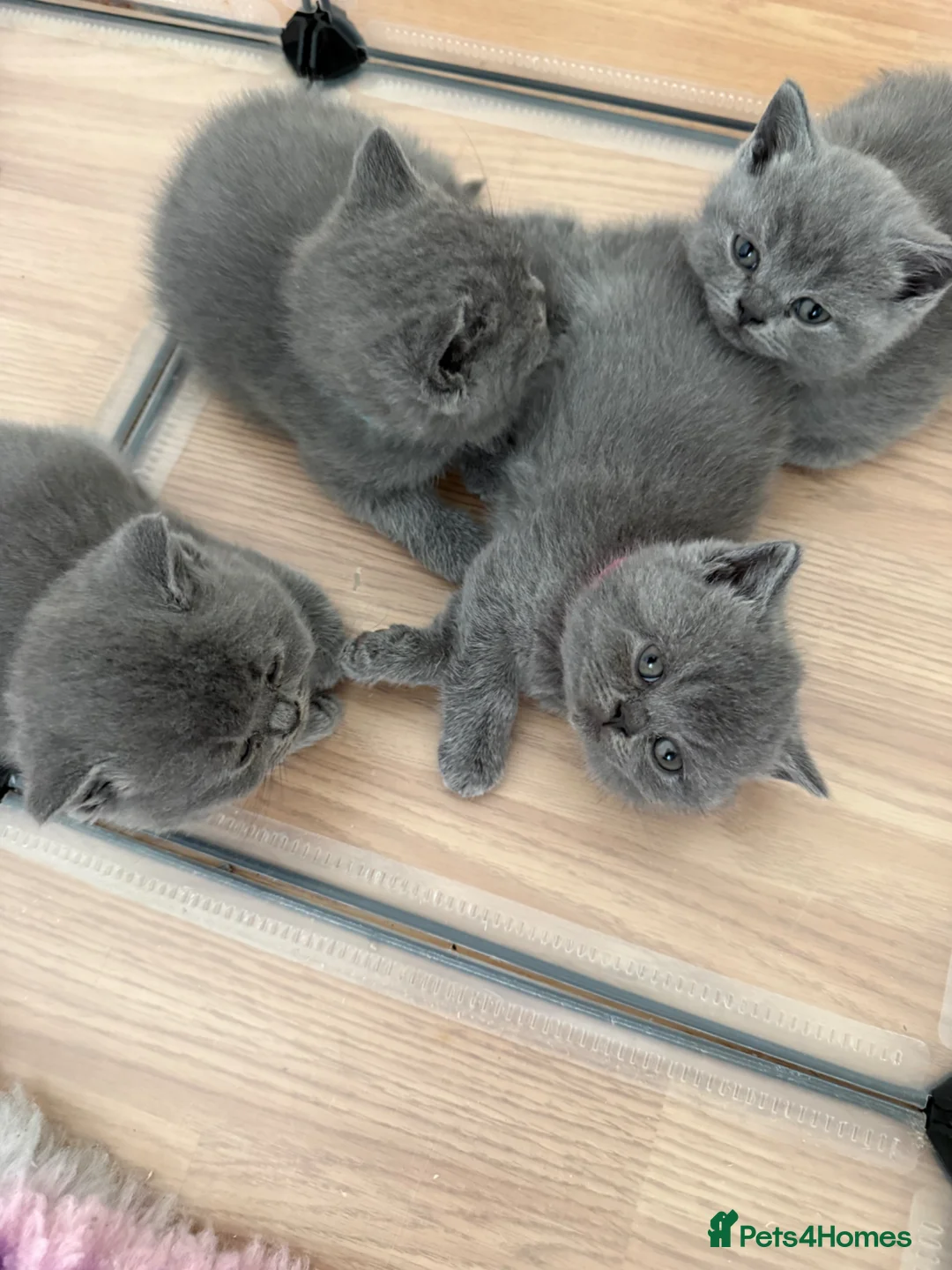 British Shorthair cats for sale: British Shorthair Blue kittens-GCCF Lines - Advert 2