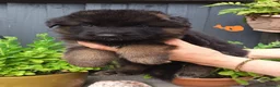German Shepherd dogs for sale: PUPPIES FOR SALE in Tipton - Advert 3