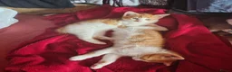 Mixed Breed cats for sale: Two ginger and white kitten's in Glasgow - Advert 4