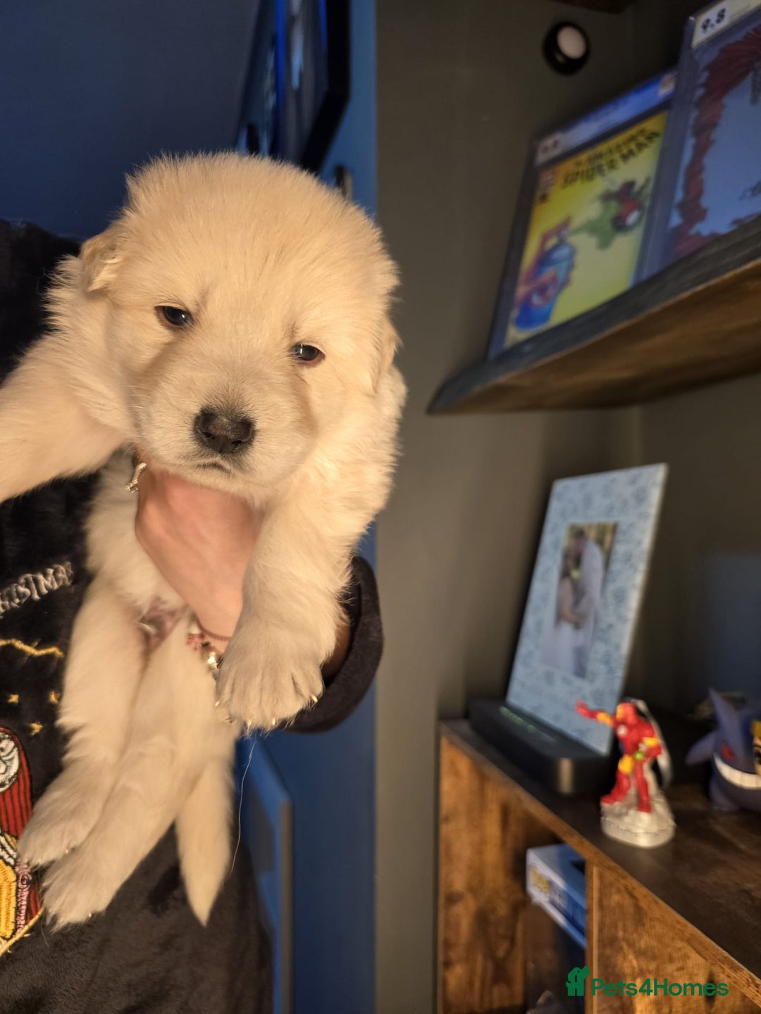 German Shepherd dogs for sale: READY TO LEAVE 3 LITTLE GSD GIRLS - Advert 5