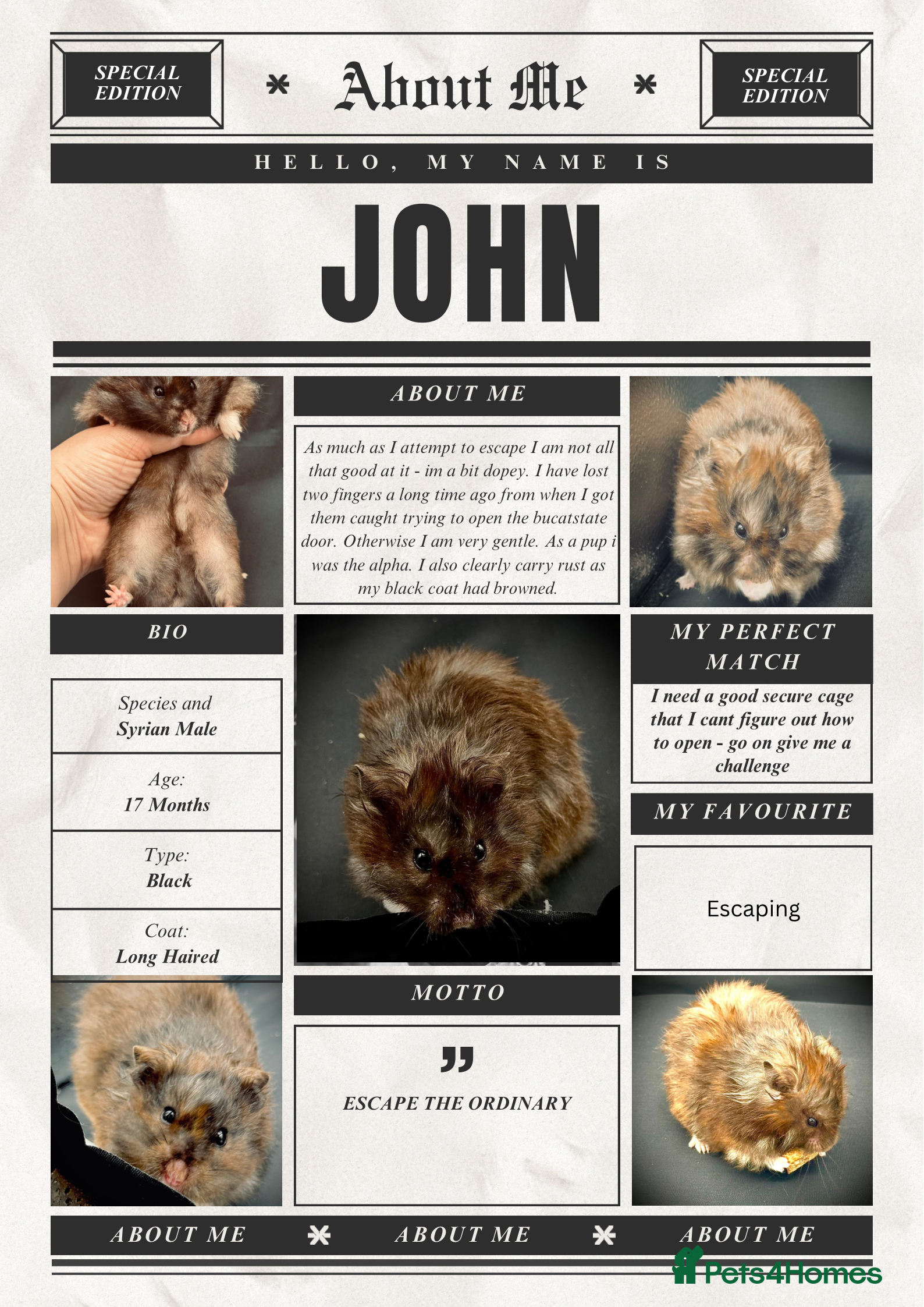 Hamster rodents HELP - Hamstery needing to urgently close (temp) - Advert 22