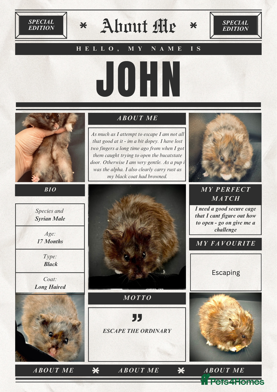 Hamster rodents for sale: HELP - Hamstery needing to urgently close (temp) - Advert 1