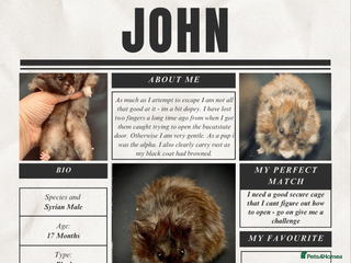 Hamster rodents HELP - Hamstery needing to urgently close (temp) - Advert 19