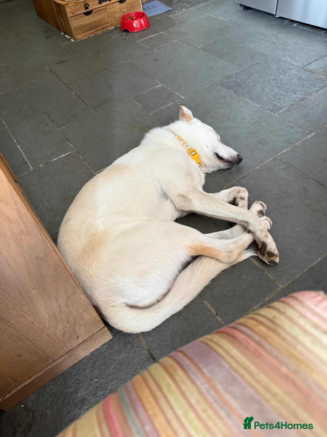 Mixed Breed dogs for adoption: Handsome Vinnie 9 months old in Wimborne - Advert 15