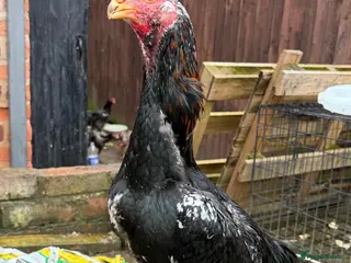 Hens poultry O shamo, shamo, Pakistani aseel and miwali - Advert 16