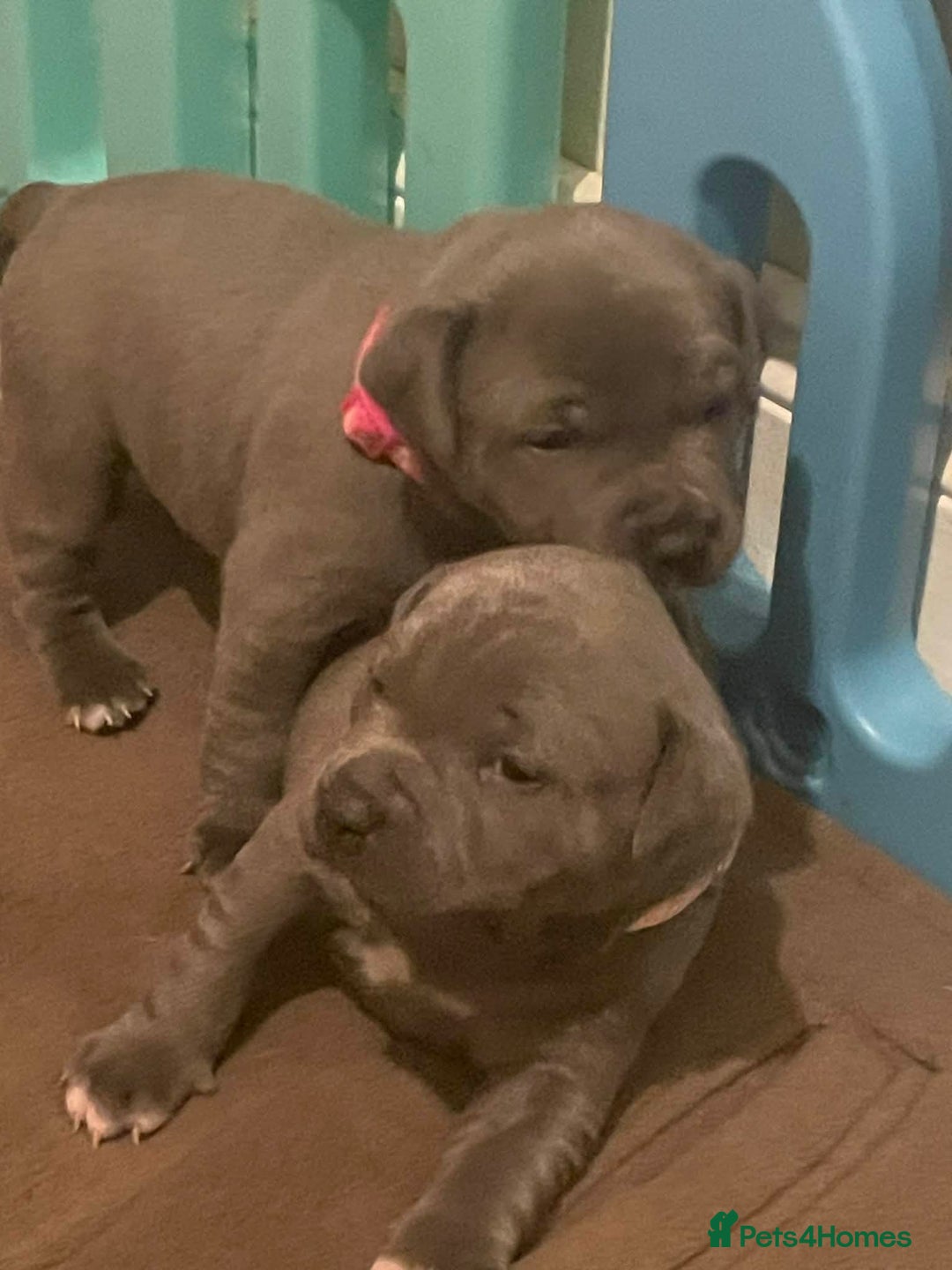 Staffordshire Bull Terrier dogs for sale: Blue Staffordshire bull terrier’s  - Advert 1