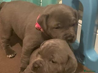 Staffordshire Bull Terrier dogs Blue Staffordshire bull terrier’s - Advert 1