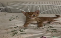 British Shorthair cats for sale: Beautiful Ginger, calico and tuxedo kittens - Image 10