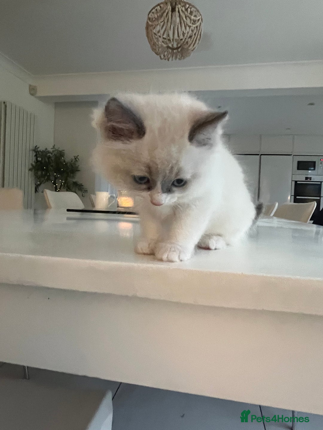 Ragdoll cats for sale: Ragdoll Kittens Available January 2026 - Advert 17