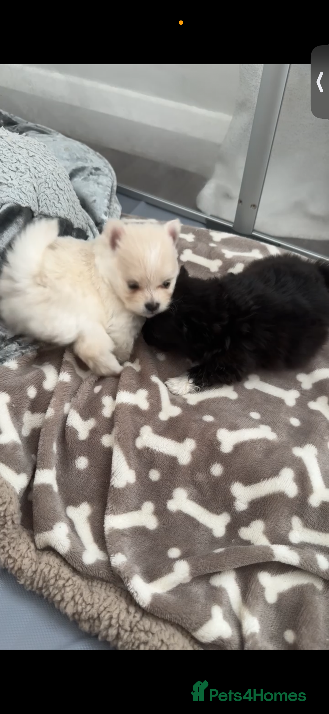 Pomeranian dogs for sale: Pomeranian pups🩵🩷 - Image 29