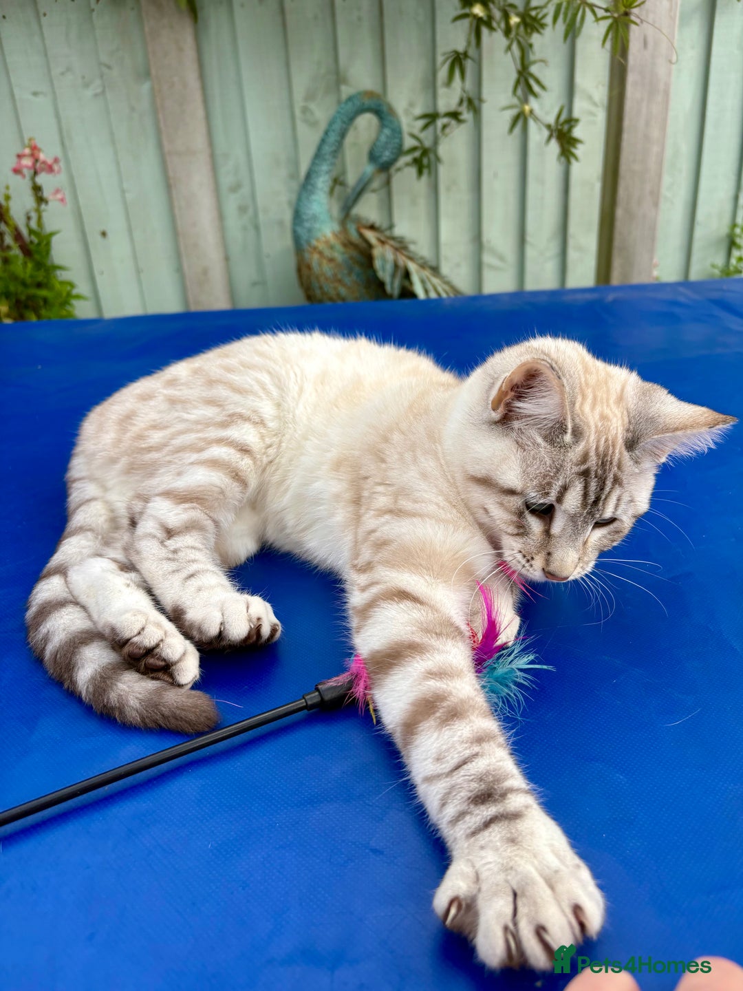 Keetso cats for sale: Gorgeous keetso female  - Image 14