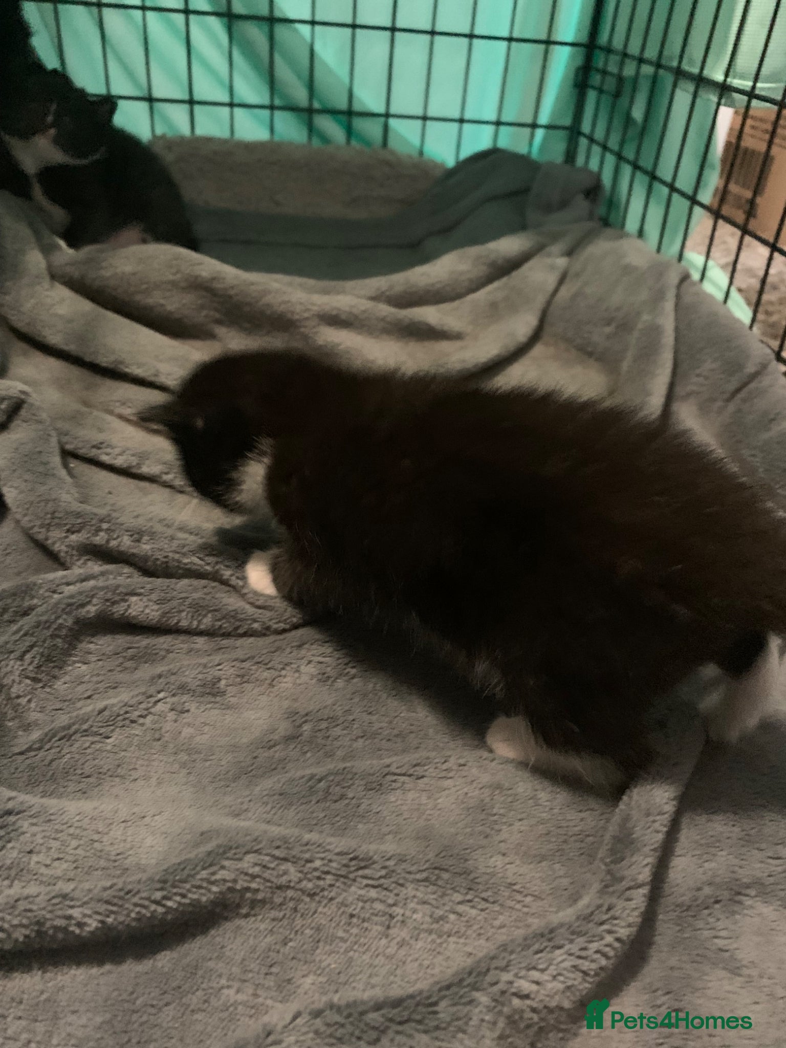 Mixed Breed cats for sale: beautiful kittens - Advert 8