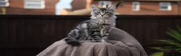 Maine Coon cats for sale: XL Pedigree Maine coon kittens - Advert 10