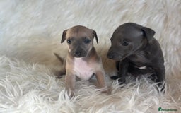 Italian Greyhound dogs for sale: 2 Italian Greyhound Boys  - Image 10