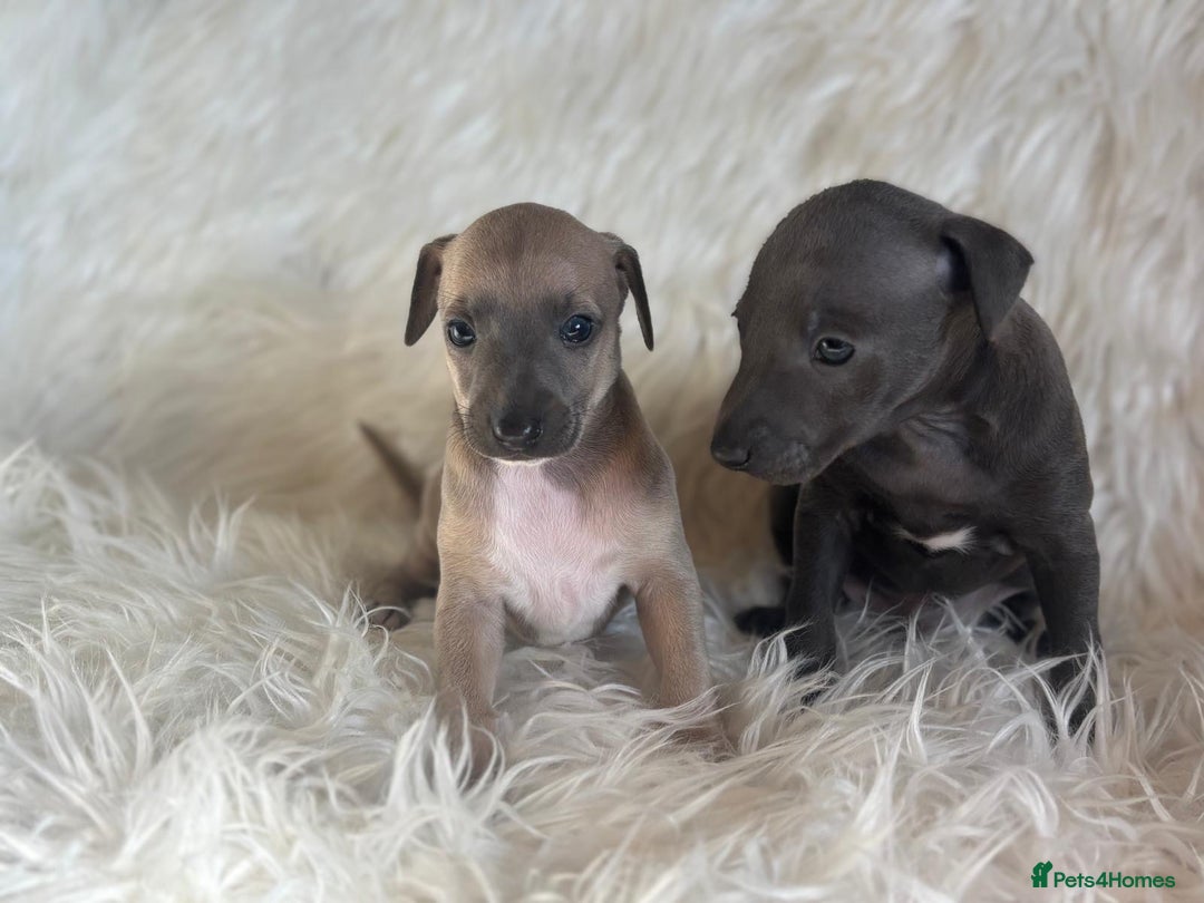 Italian Greyhound dogs for sale: 2 Italian Greyhound Boys  - Image 10