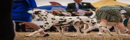 Dalmatian dogs for stud: KC Reg Dalmatian for stud  - Advert 7