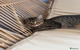 Scottish Fold cats for sale: Scottish Fold Kittens Ready for Permanent Homes ✨ - Image 6