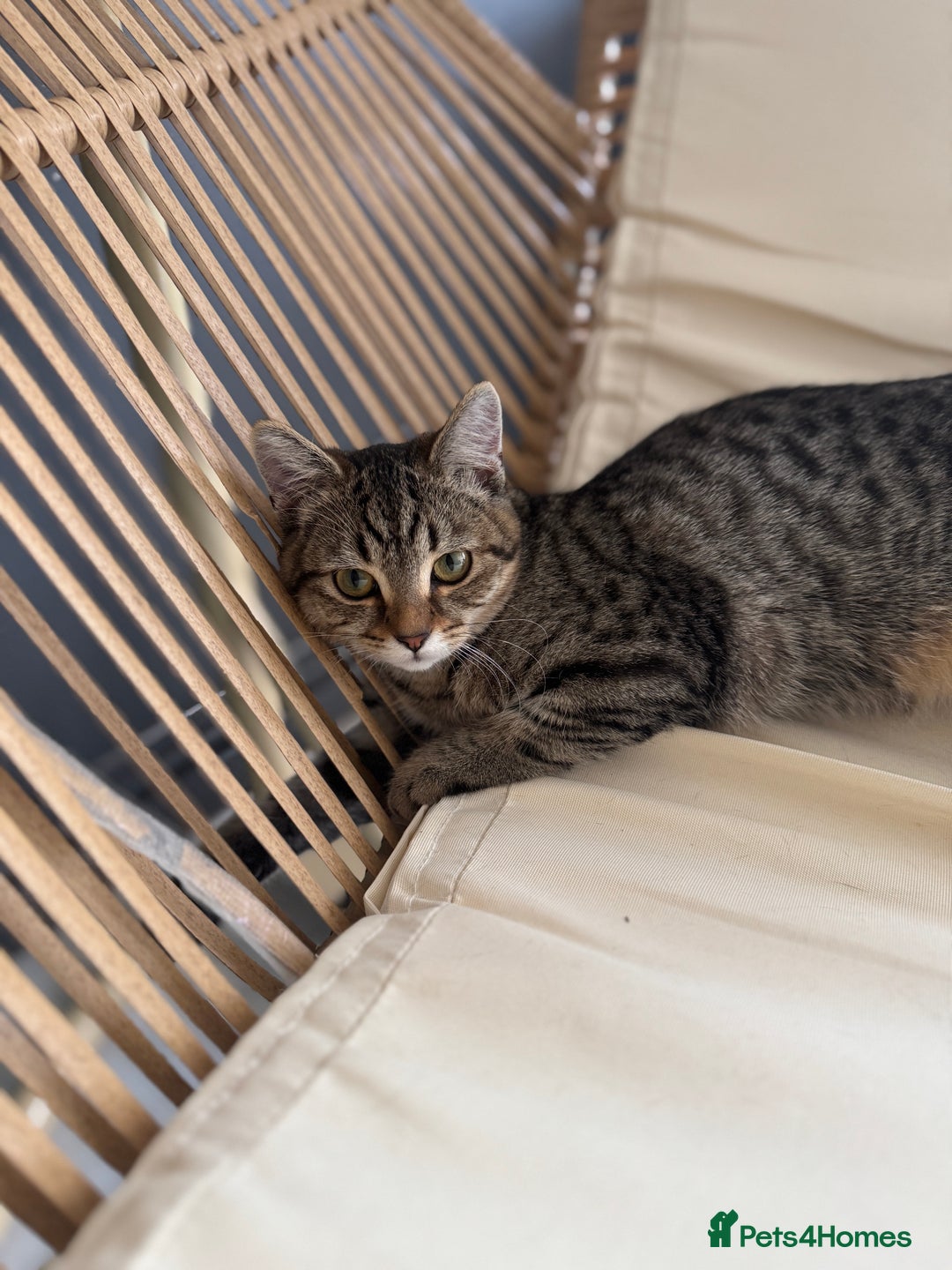 Scottish Fold cats for sale: Scottish Fold Kittens Ready for Permanent Homes ✨ - Image 6