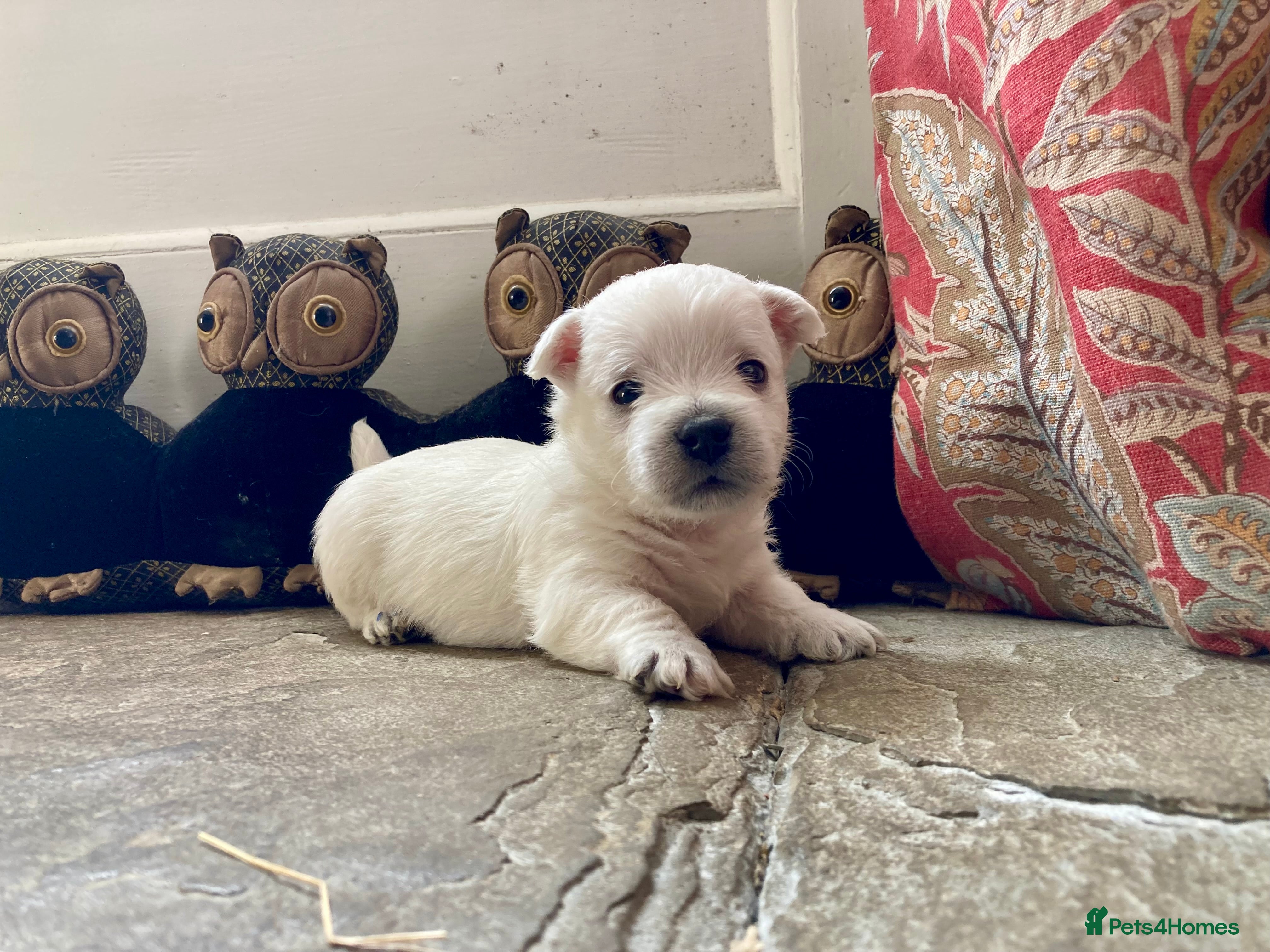 West Highland Terrier dogs Beautifully bred West Highland Terriers - Advert 6