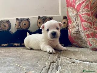 West Highland Terrier dogs Beautifully bred West Highland Terriers - Advert 6
