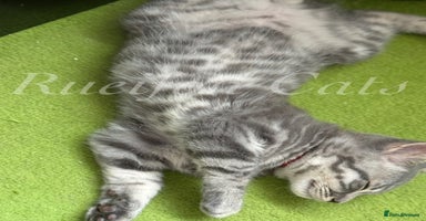 British Shorthair cats in Ripon - Advert 7