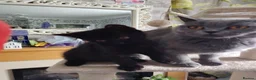 British Shorthair cats for sale: Beautiful kitten - Advert 13