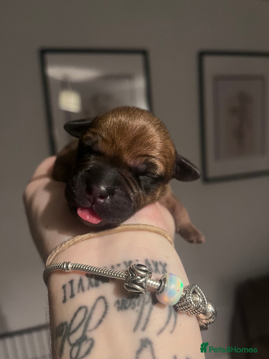 Staffordshire Bull Terrier dogs for sale: Red staffy pups  - Advert 3