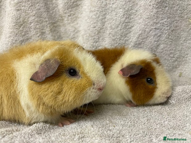Guinea Pig rodents Various male teddy Guineapigs for sale - Advert 1