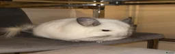 Chinchilla rodents for sale: Two RPA female Chinchillas - Advert 2