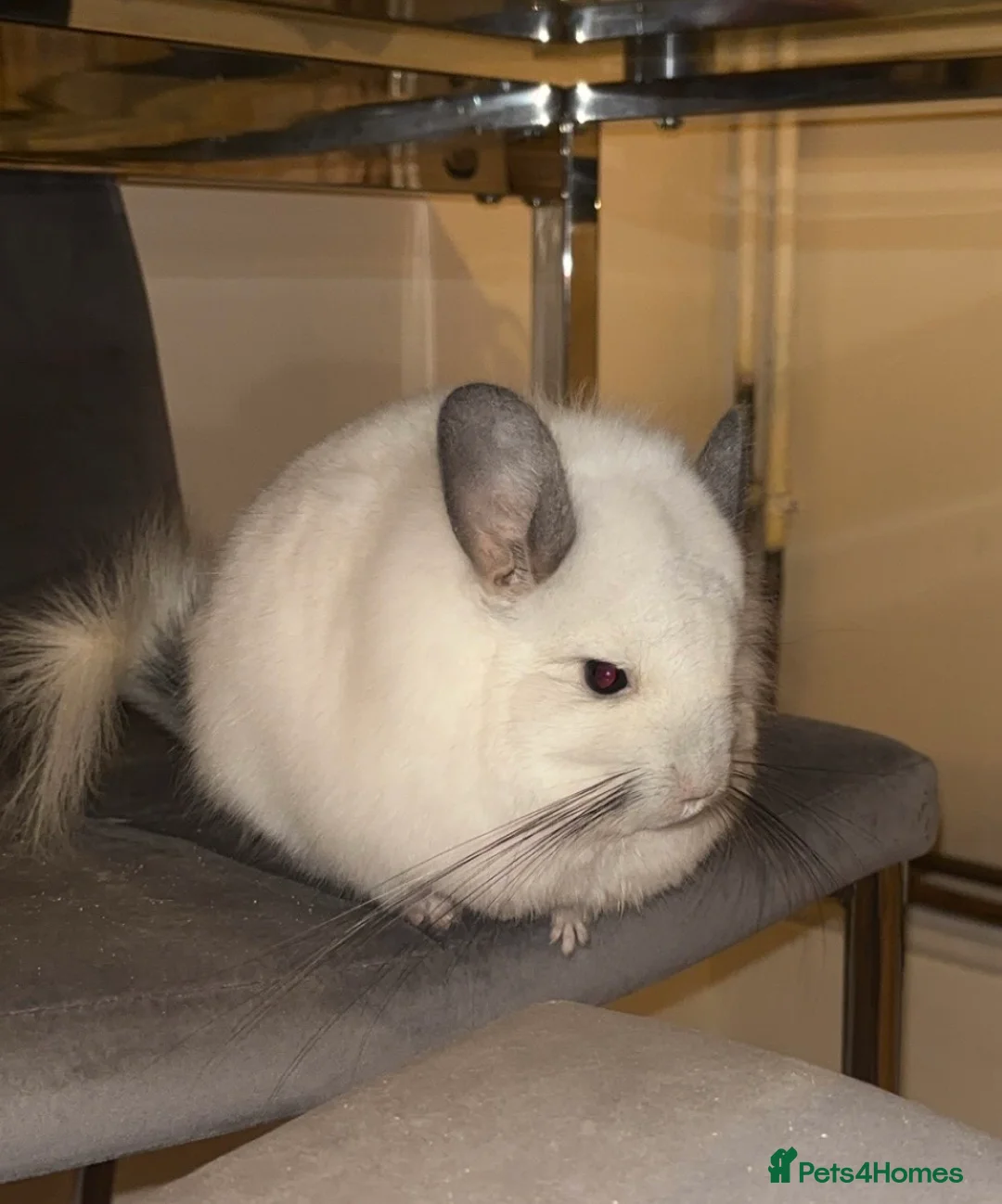 Chinchilla rodents for sale: Two RPA female Chinchillas - Advert 2