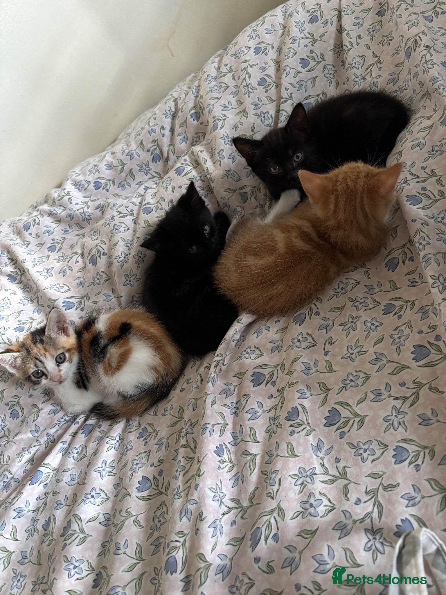 Mixed Breed cats Adorable Mixed-Breed Kittens Ready for Loving Home - Advert 14