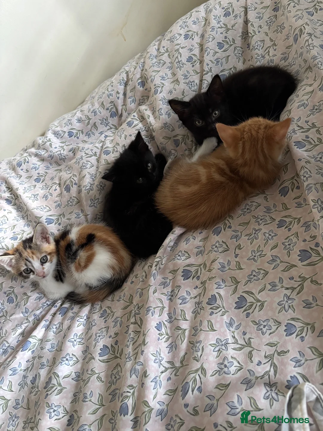 Mixed Breed cats for sale: Adorable Mixed-Breed Kittens Ready for Loving Home - Advert 1