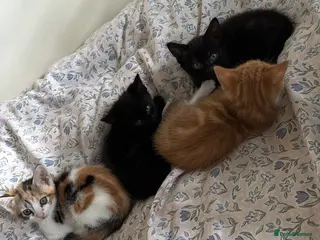 Mixed Breed cats Adorable Mixed-Breed Kittens Ready for Loving Home - Advert 1