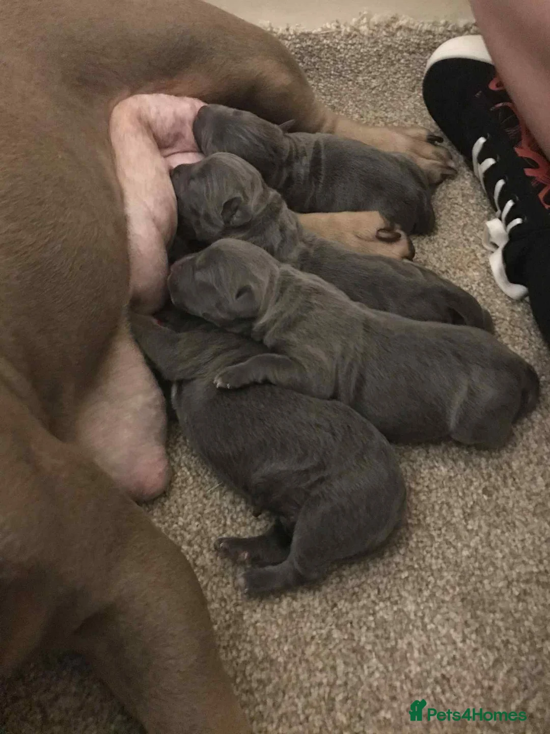 Mixed Breed dogs for sale: Pocket bully / Cane Corso pups  - Advert 1