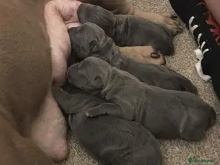 Mixed Breed dogs Pocket bully / Cane Corso pups - Advert 1