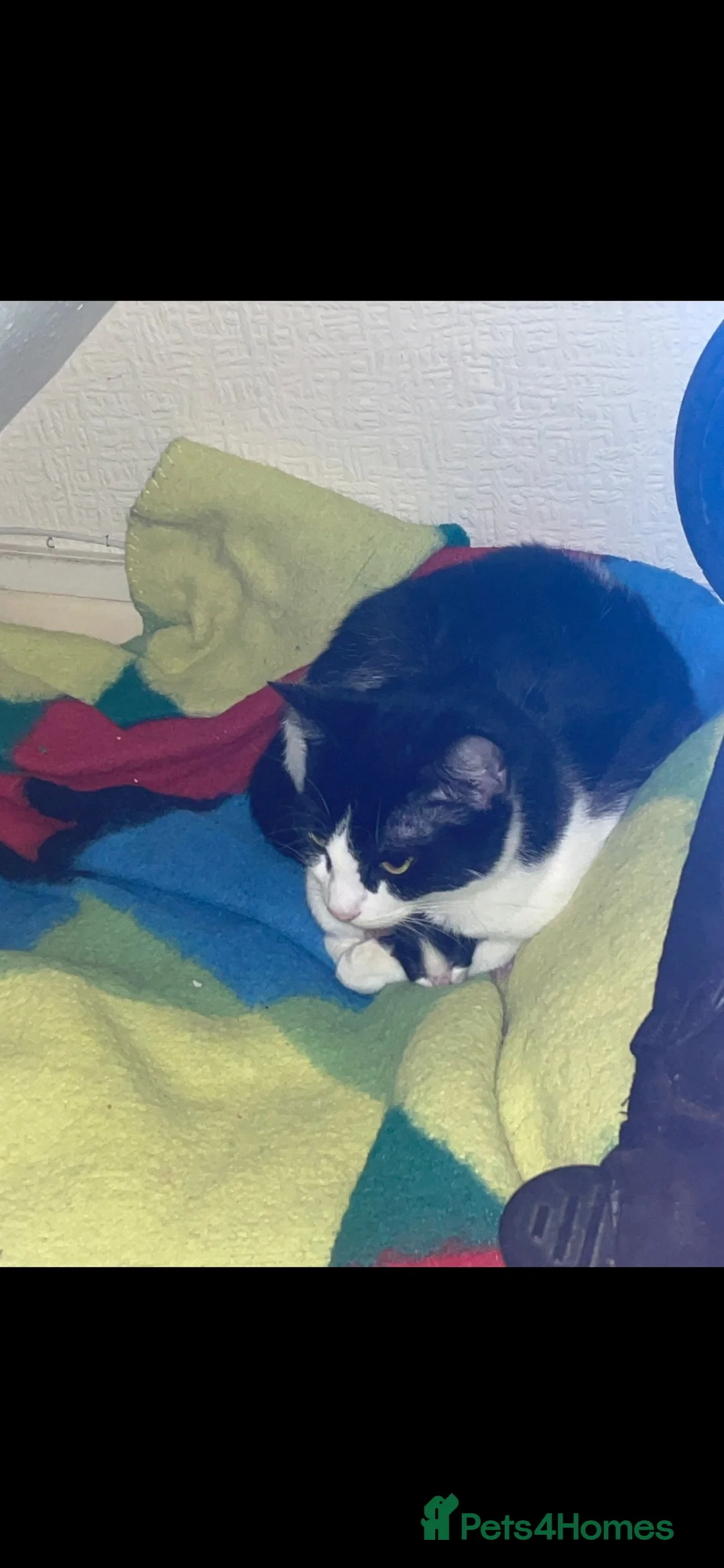 Mixed Breed cats for sale: Beautiful fluffy playful kittens - Advert 1